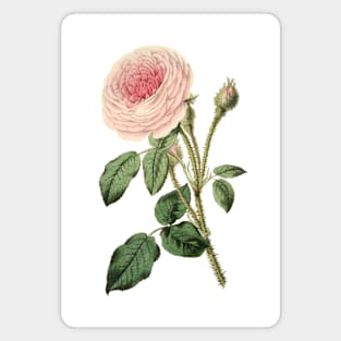 Pink Rose Flower Vintage Botanical Illustration Magnet